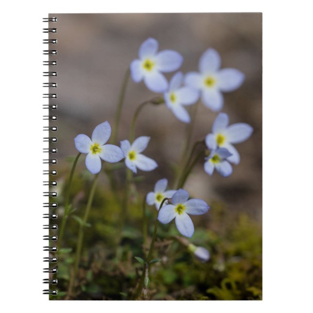 La pequeña púrpura de Bluets florece el cuaderno (Frente)