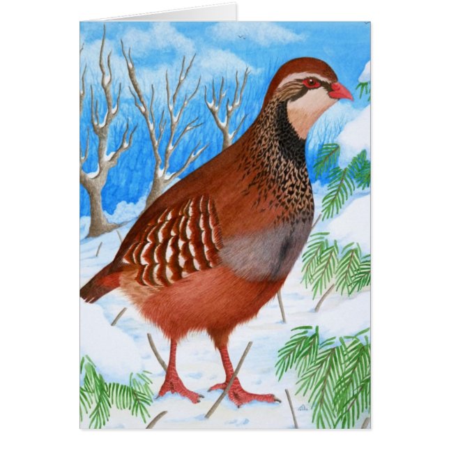 La perdiz de patas rojas (Frente)