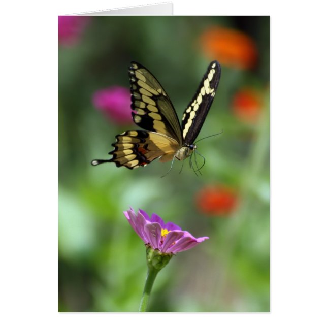 La persona que se eleva (Frente)