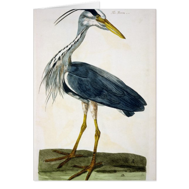 La placa de la garza (Ardea cinerea) 'de los (Frente)