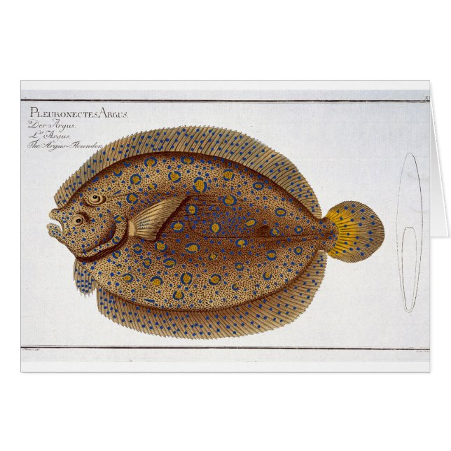 La placa XLVI de la platija de Argus (Pleuronectes (Anverso (Horizontal))