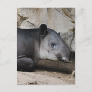 La postal de Baird's Tapir