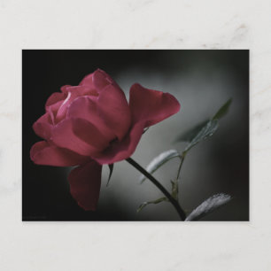 La postal de belleza del amor