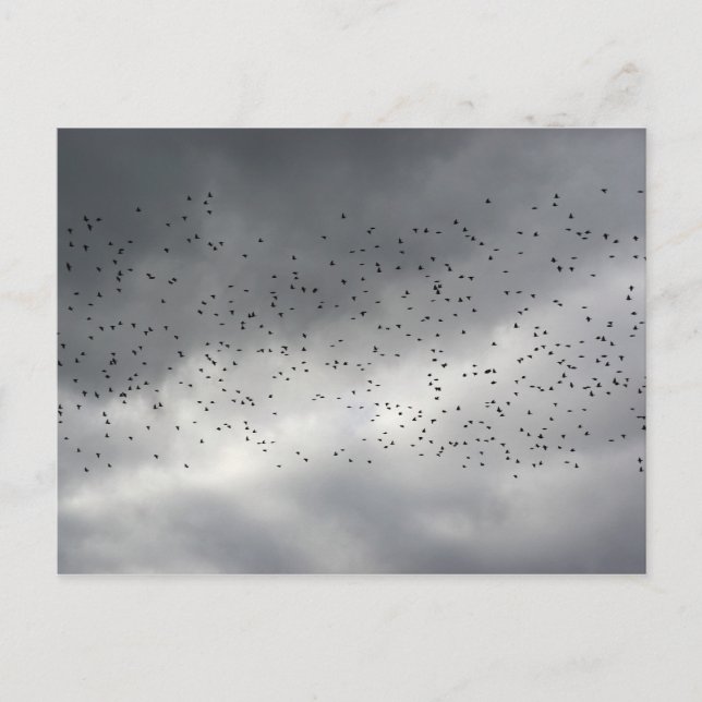 La postal de Flock (Anverso)