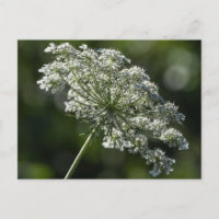 La postal de flor salvaje blanca de la reina Ana