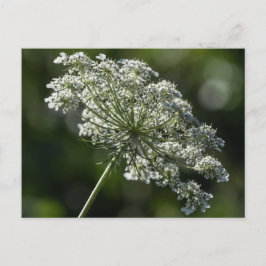 La postal de flor salvaje blanca de la reina Ana