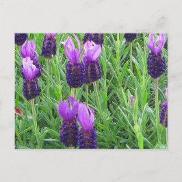 La postal de Grace Lavender