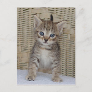 La postal de Ivy