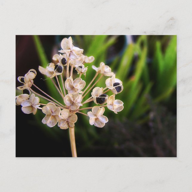 La postal de las semillas de la naturaleza (Anverso)