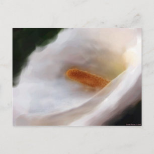 La postal de Lilly of the Nile