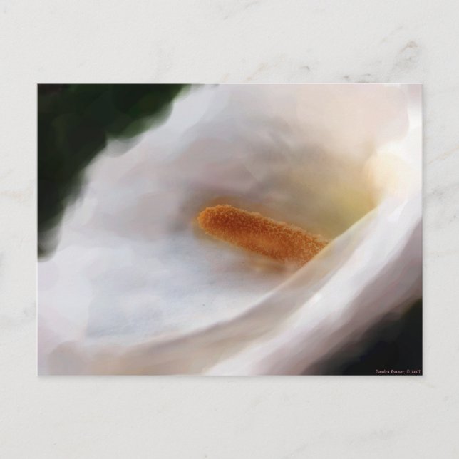 La postal de Lilly of the Nile (Anverso)