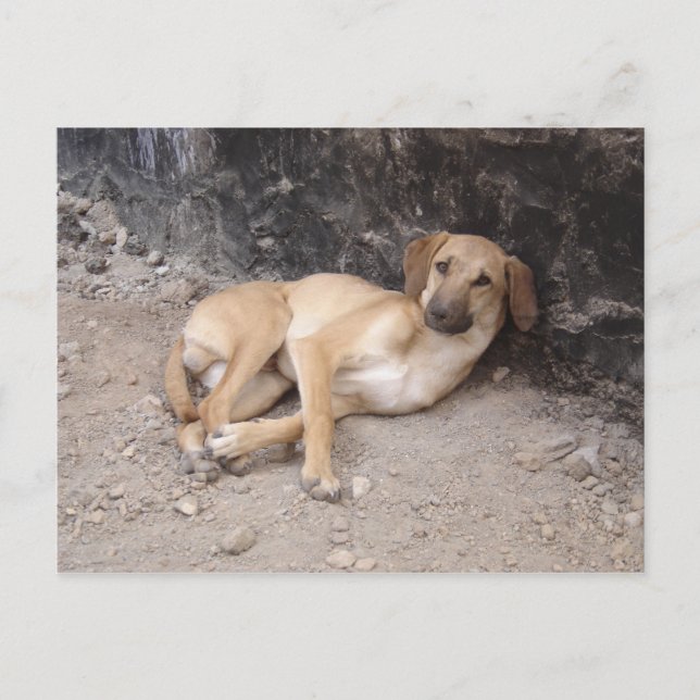 La postal de los perros de Nowzad RPG (Anverso)