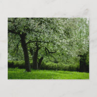 La postal de Orchard