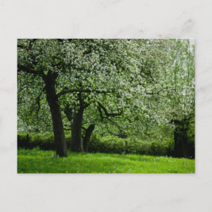 La postal de Orchard