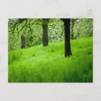 La postal de Orchard