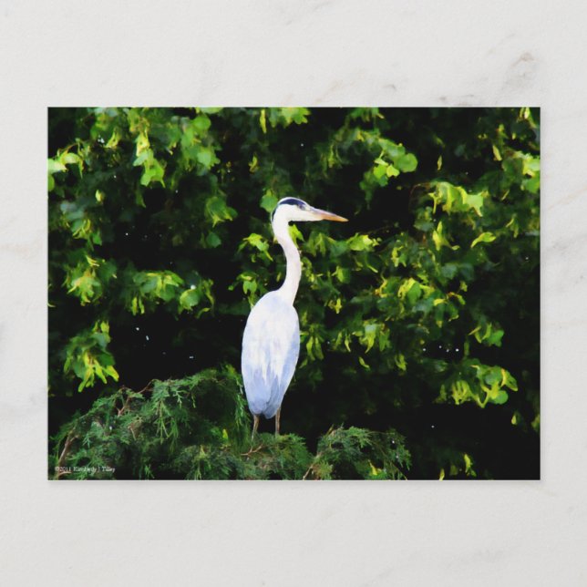 La postal de pájaro blanco (Anverso)