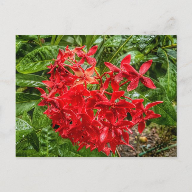 la postal de Pentas (Anverso)