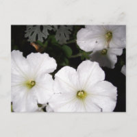 La postal de Petunia Blanca