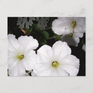 La postal de Petunia Blanca