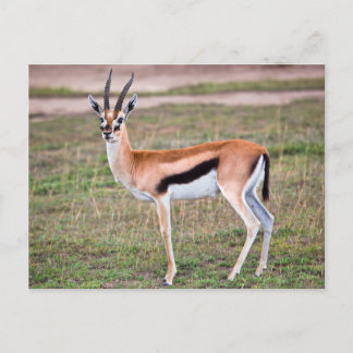 La postal de Thomson para Gazelle
