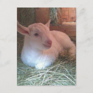 La postal de Zoe Doelings