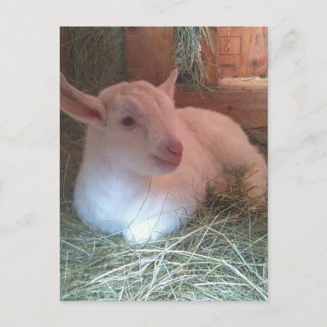 La postal de Zoe Doelings (Anverso)