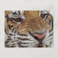La postal del año del tigre