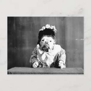 La postal del Bulldog Reina