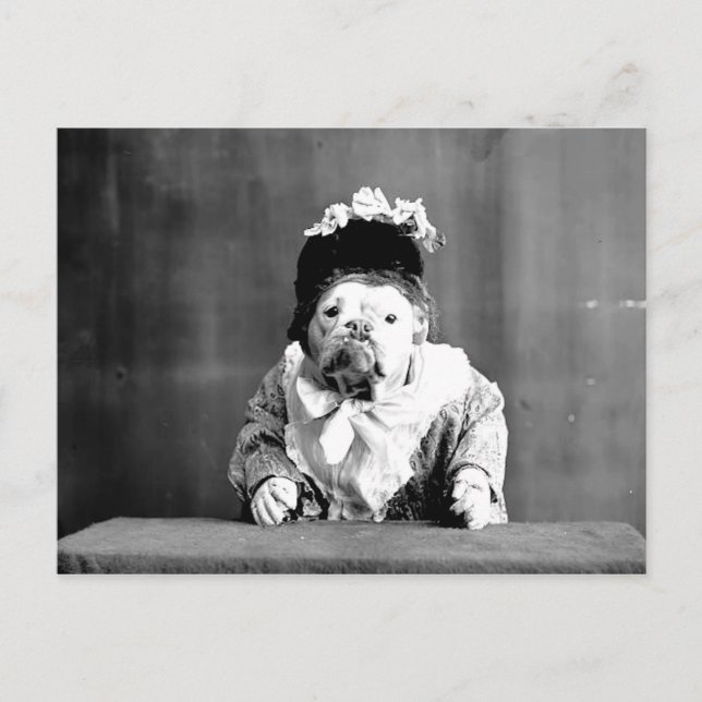 La postal del Bulldog Reina (Anverso)