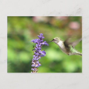 La postal del colibrí de Northwood
