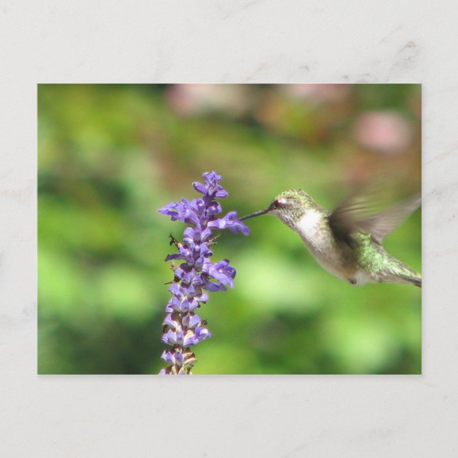 La postal del colibrí de Northwood (Anverso)