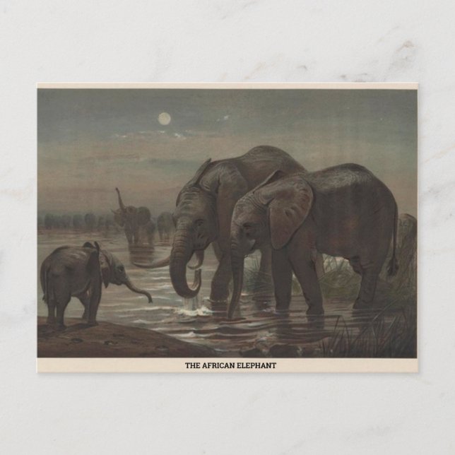 La postal del esbozo zoológico del elefante africa (Anverso)