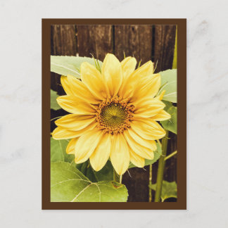 La postal del girasol dorado