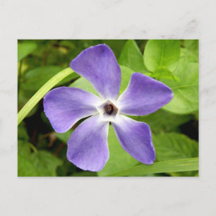 La postal del mayor periwinkle