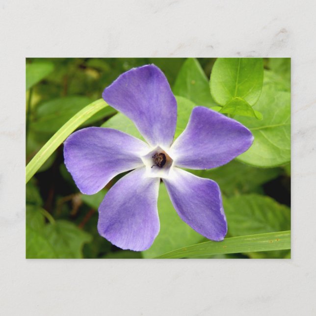 La postal del mayor periwinkle (Anverso)