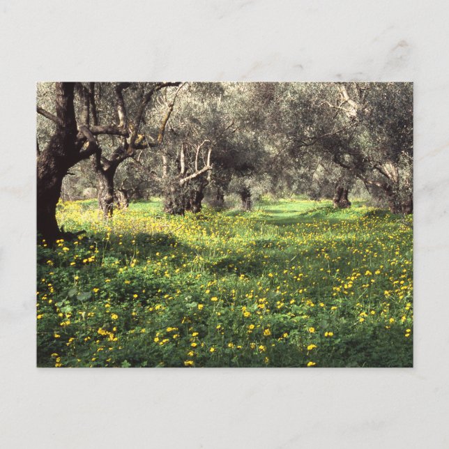 La postal del olivar (Anverso)