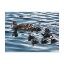 La postal del patito feo