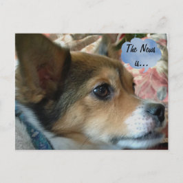 La postal del perro de las noticias