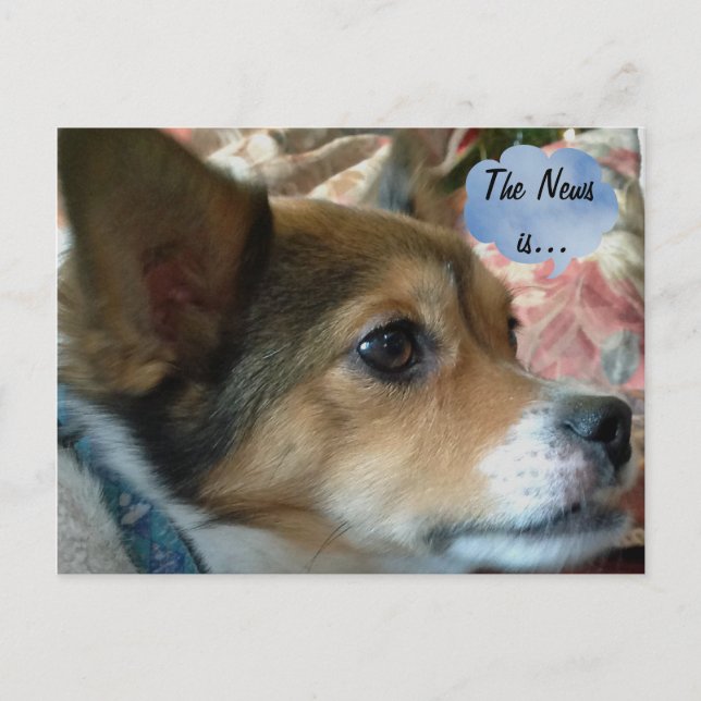 La postal del perro de las noticias (Anverso)