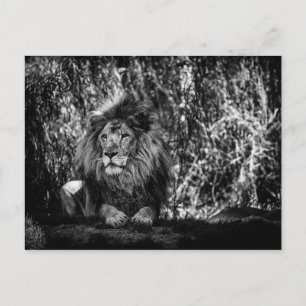 La postal del Rey de la Selva