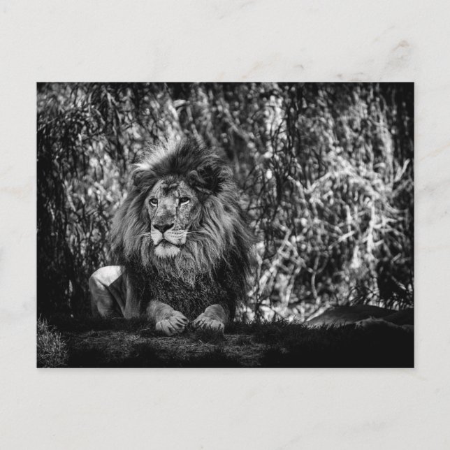 La postal del Rey de la Selva (Anverso)