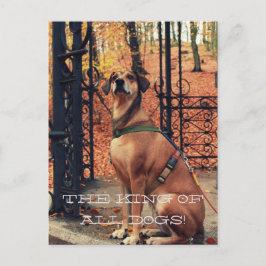 La postal del REY DE TODOS LOS PERROS para los ama