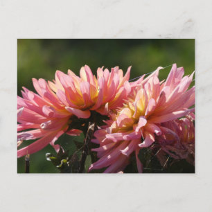 La postal DIY de la Sunny Pink Dahlia