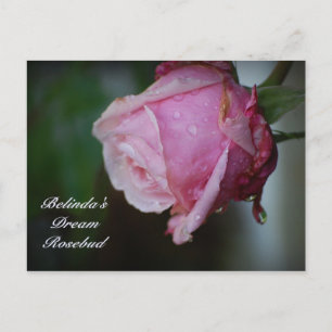 La postal Dream Rosebud de Belinda