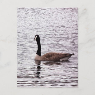 La postal ganosa de Canadá