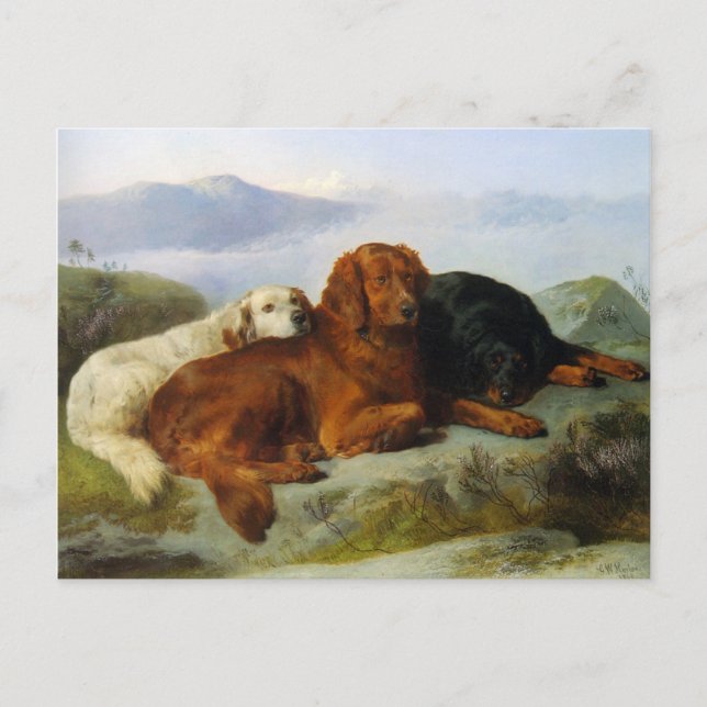La postal Golden Retriever, Irish y Gordon Setter (Anverso)