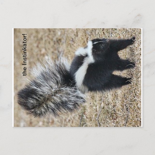 la postal Instinkator Skunk (Anverso)