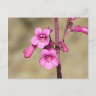 La postal Penstemon de Parry