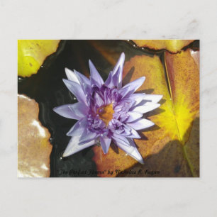 La postal perfecta para las flores