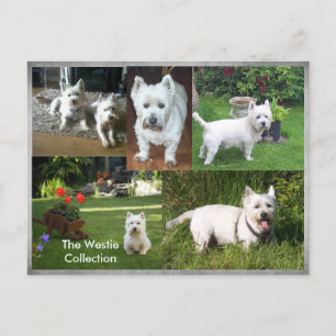 La postal Westie Collection